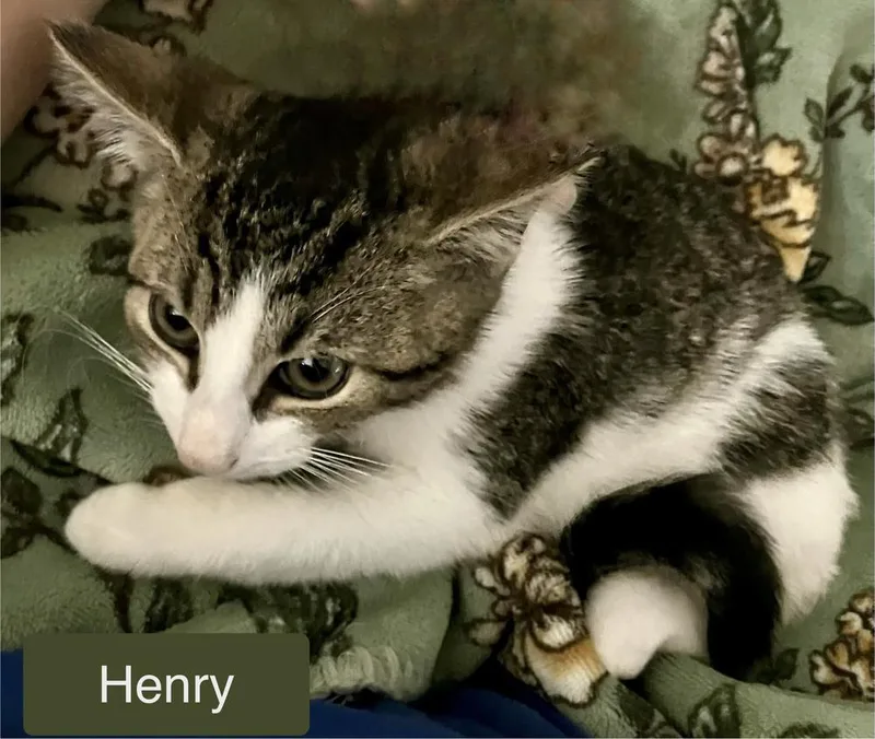 A baby small-sized male Domestic Short Hair cat named Henry for adoption in Chalfont, PA