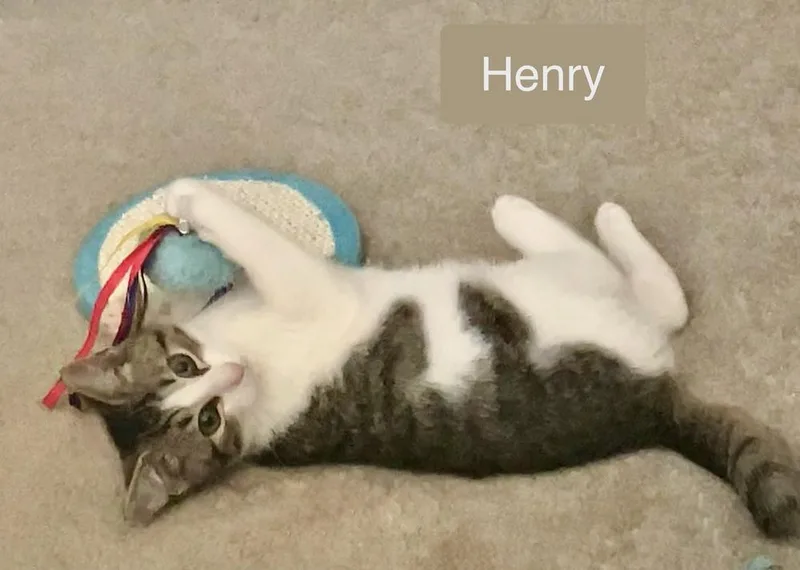 Henry thumbnail 2