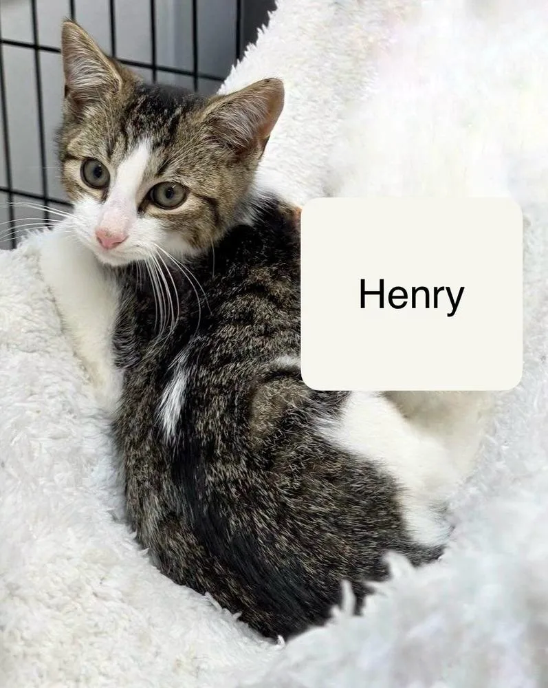 Henry thumbnail 4