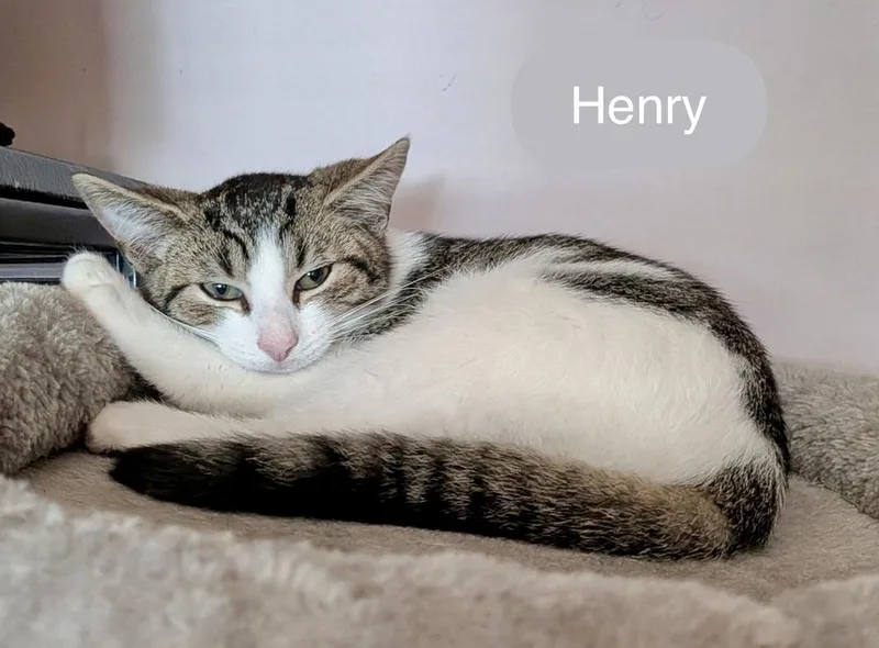 Henry thumbnail 5