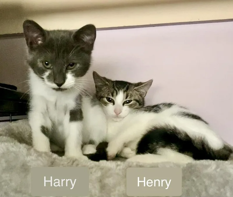 Henry thumbnail 6