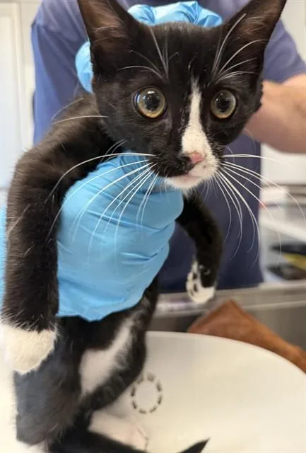 A baby small-sized female Domestic Short Hair cat named Suki for adoption in Haw River, NC