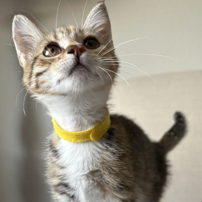 A baby small-sized female Tabby (Brown / Chocolate) Domestic Short Hair cat named Post Oak for adoption in Bryan, TX
