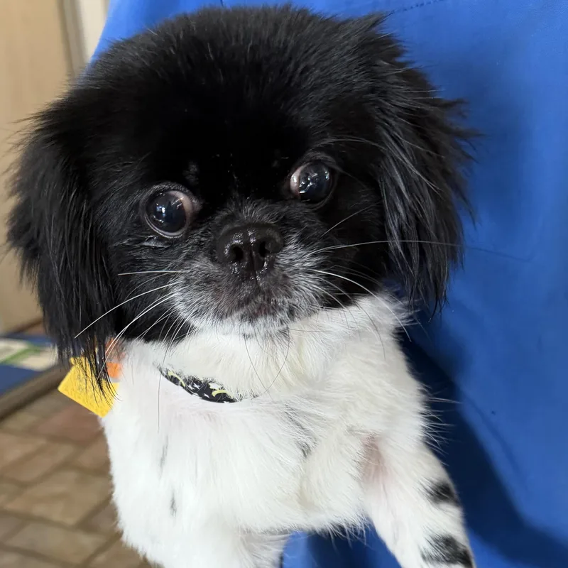 A baby small-sized male Shih Tzu dog named Hocus for adoption in Plano, TX