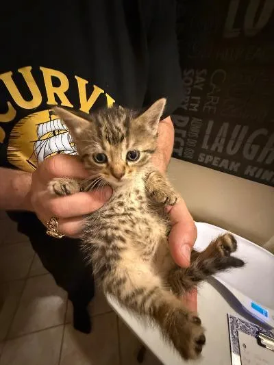 A baby medium-sized female Tabby (Gray / Blue / Silver) Domestic Short Hair cat named Fennel for adoption in Mokena, IL