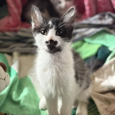 A baby medium-sized female Domestic Short Hair cat named Stach for adoption in Dickinson, ND