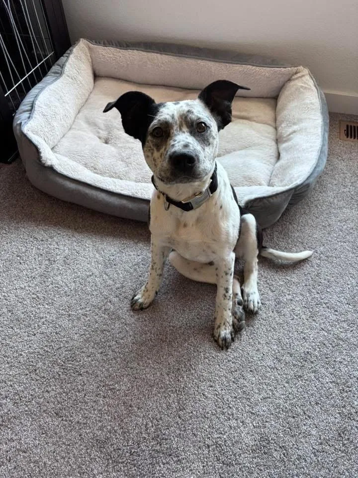 A baby medium-sized male Tricolor (Brown, Black, & White) Boston Terrier dog named Boston for adoption in Colorado Springs, CO