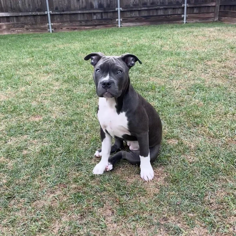 A young medium-sized female Gray / Blue / Silver Pit Bull Terrier dog named Maggie Grace for adoption in Dallas, TX