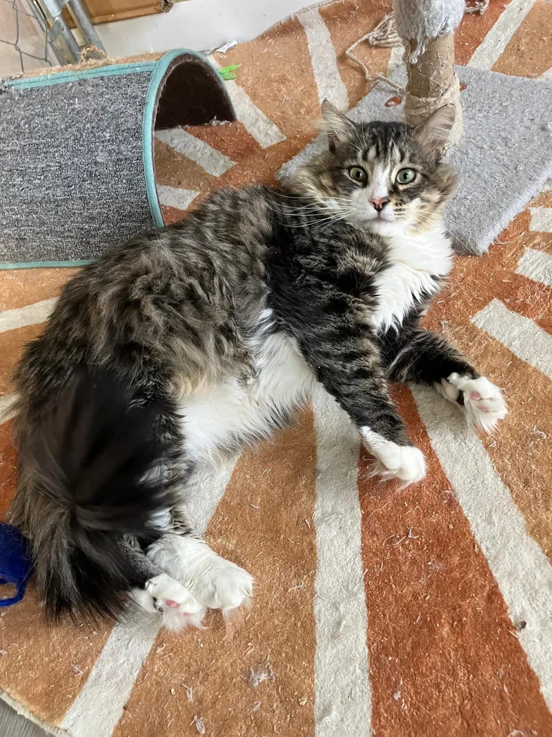 A young medium-sized male Tabby (Brown / Chocolate) Domestic Medium Hair cat named Wally for adoption in Newport Beach, CA