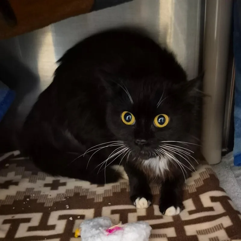 An adult medium-sized female Black Domestic Long Hair cat named Mia for adoption in Fort Bragg, CA