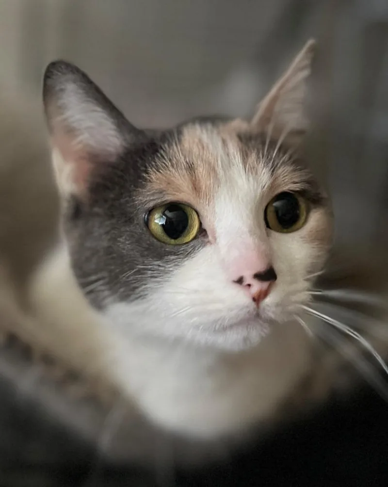 An adult medium-sized female Calico cat named Venus for adoption in San Pedro, CA