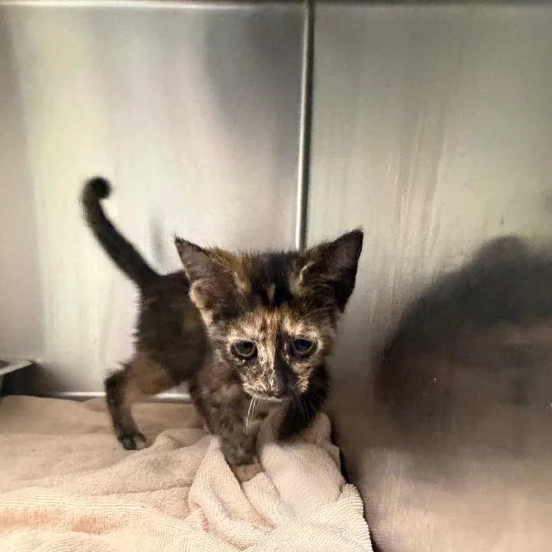 A baby small-sized female Tortoiseshell Domestic Short Hair cat named Phoebe for adoption in Columbus, GA