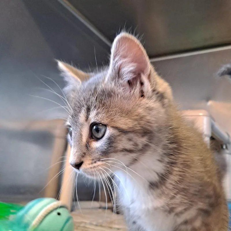 A baby small-sized female Gray / Blue / Silver Domestic Short Hair cat named Posy for adoption in Rock Falls, IL