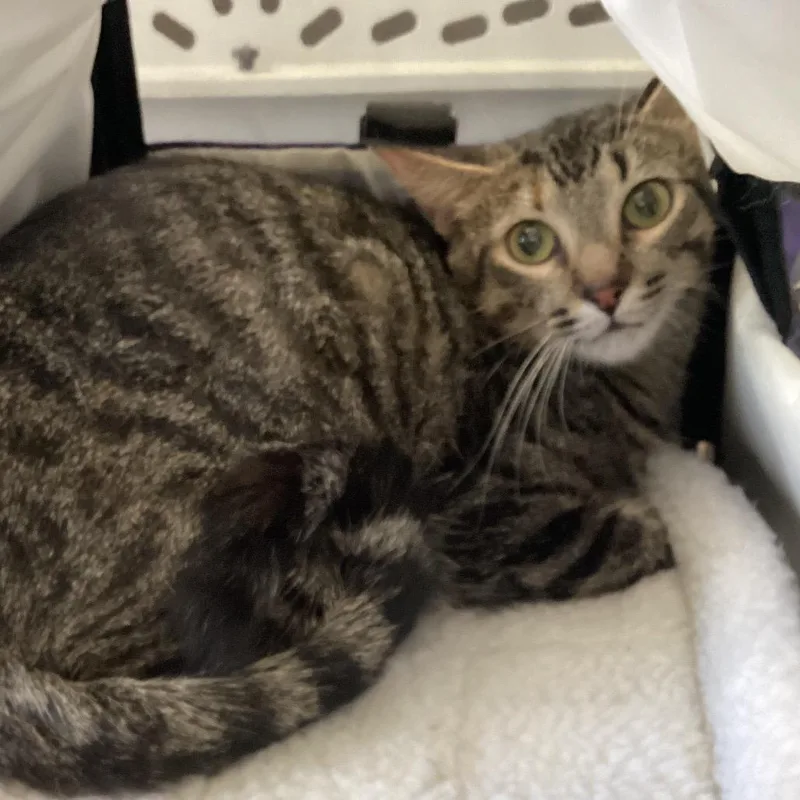 A young small-sized female Brown / Chocolate Domestic Short Hair cat named Mino for adoption in Montgomery, AL