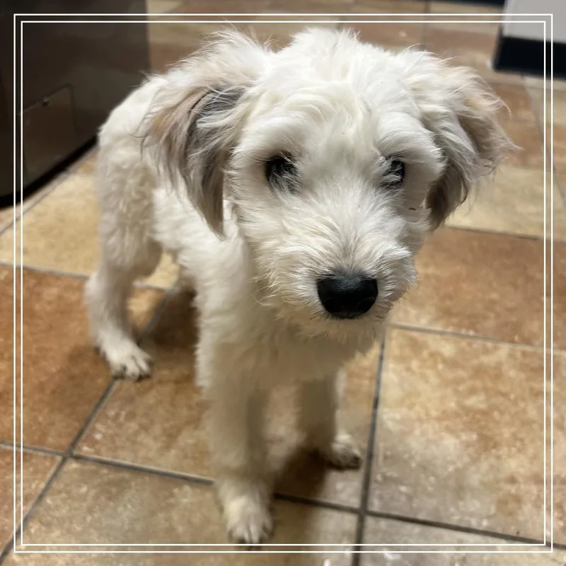 A baby small-sized male White / Cream Terrier dog named FWT Lil Cane for adoption in Midland, TX