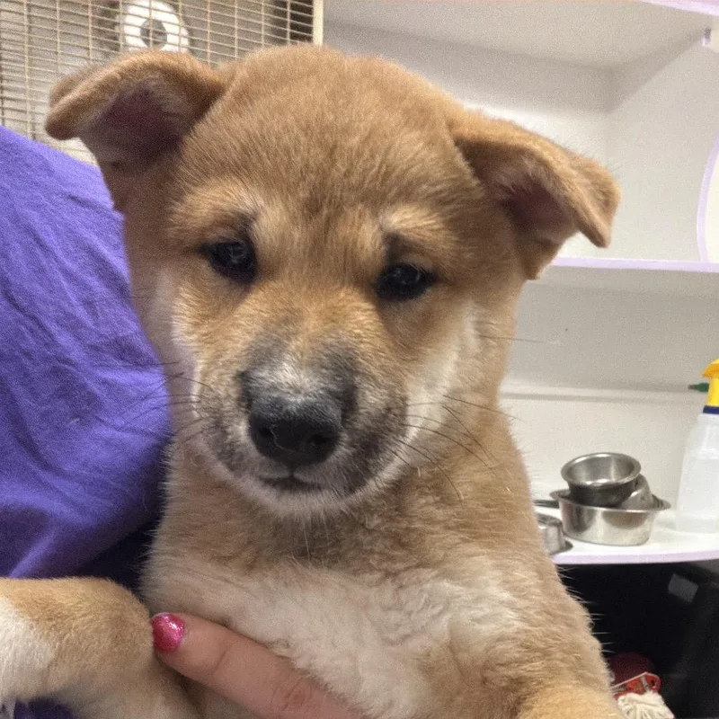 A baby small-sized male Red / Chestnut / Orange Shiba Inu dog named Quan for adoption in Northbrook, IL