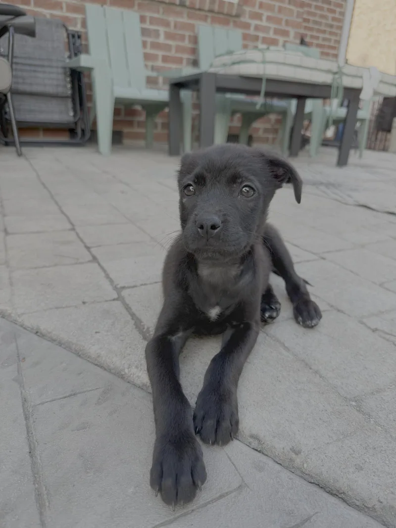A young medium-sized female Labrador Retriever dog named Splash nemo litter for adoption in Holly Springs, NC