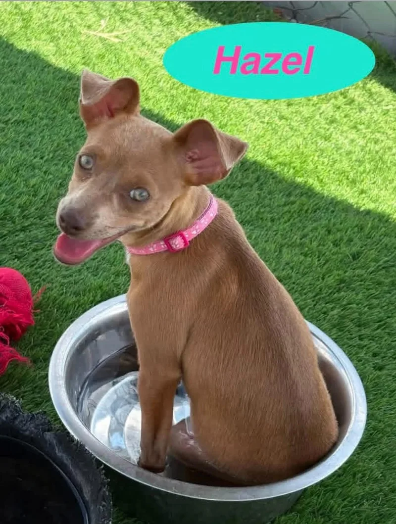 A baby small-sized female Chihuahua dog named Hazel for adoption in Evergreen, CO