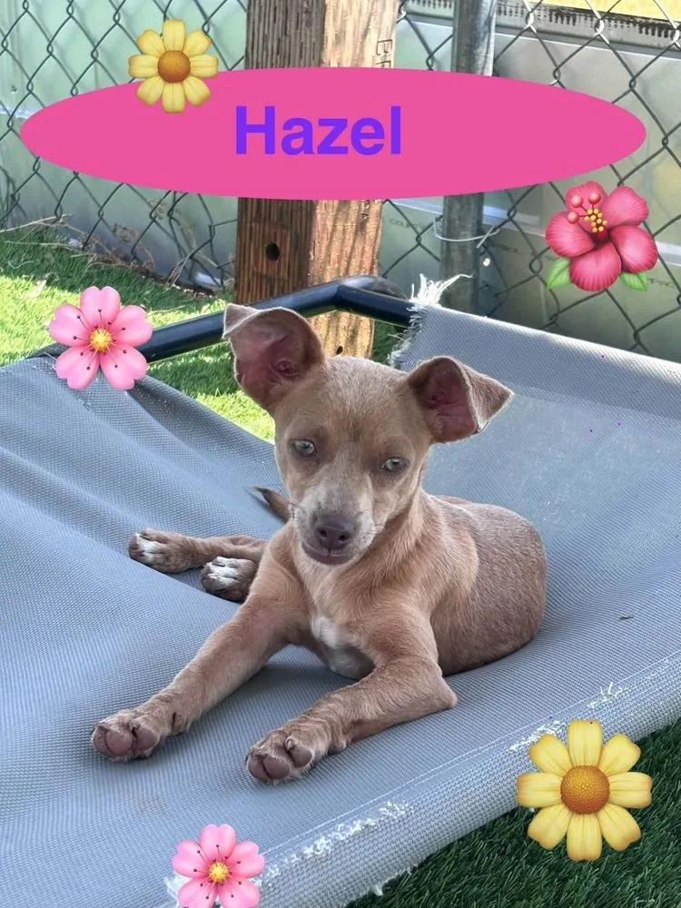 Hazel thumbnail 2