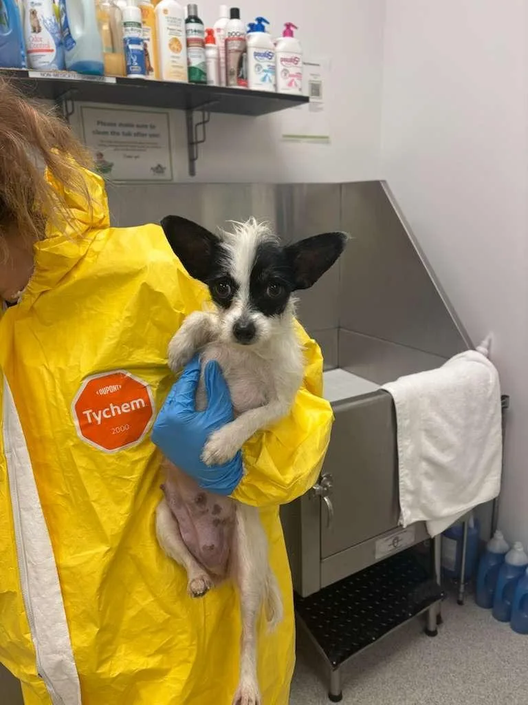 Sprinkle thumbnail 2