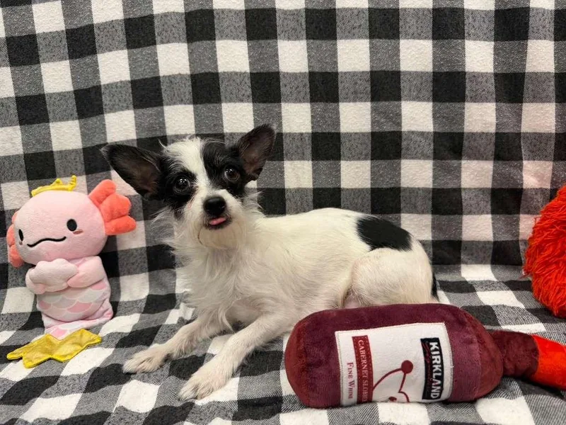 Sprinkle thumbnail 4