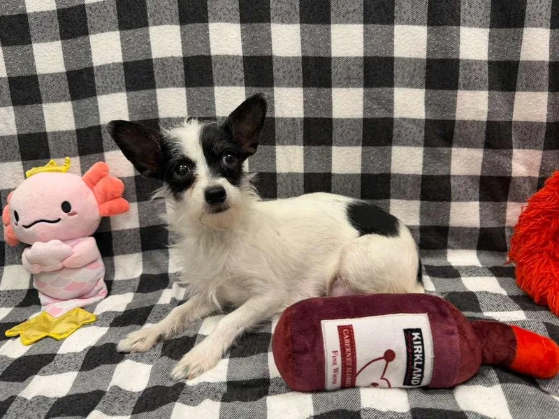 Sprinkle thumbnail 5