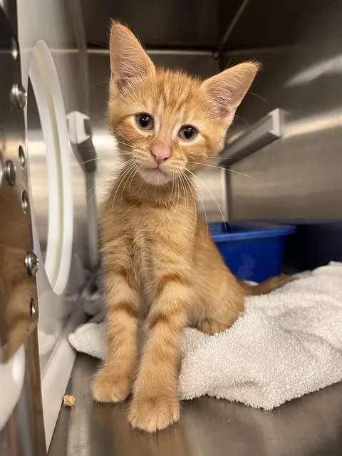 A baby small-sized male Domestic Short Hair cat named Pax for adoption in Pearland, TX