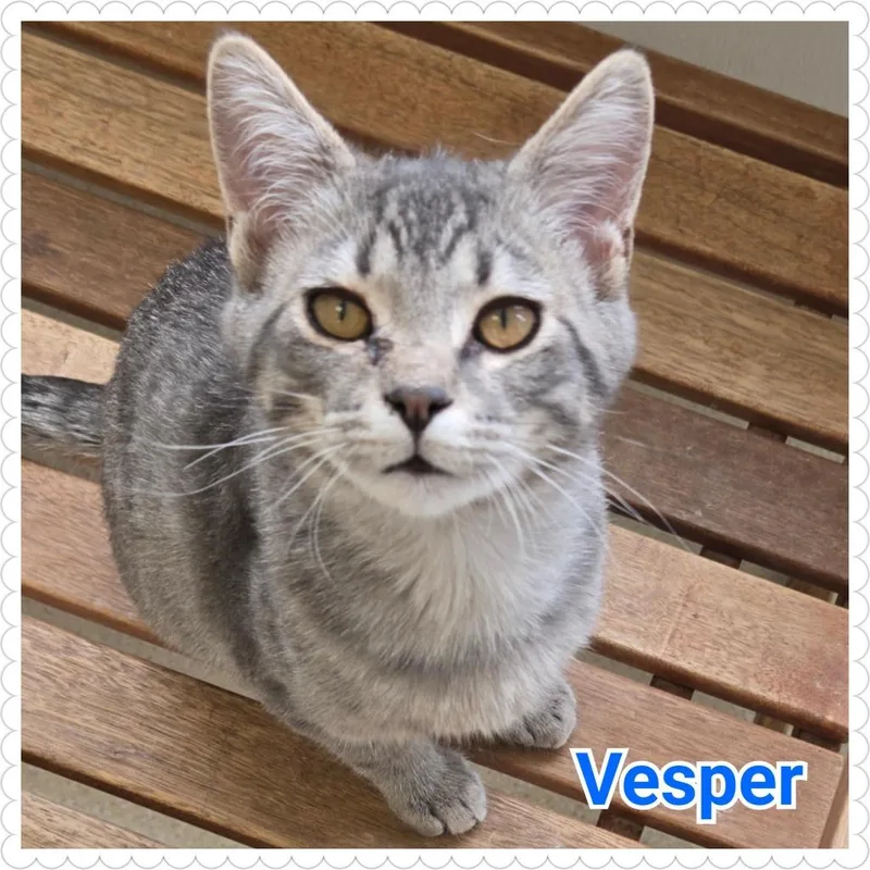 A baby medium-sized male Domestic Short Hair cat named Vesper for adoption in North Saint Paul, MN