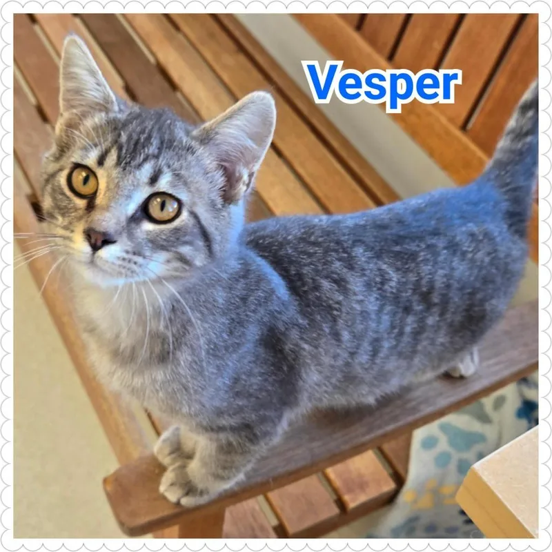 Vesper thumbnail 2