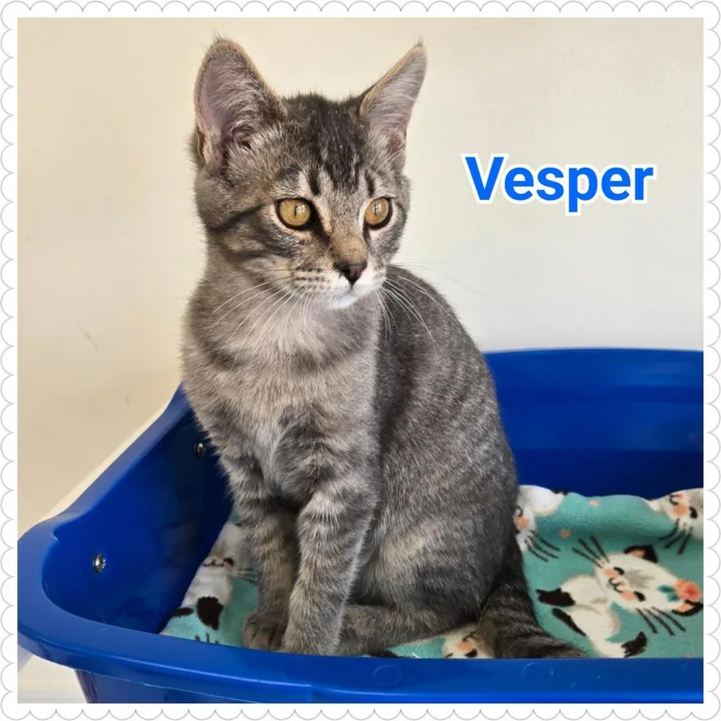 Vesper thumbnail 3