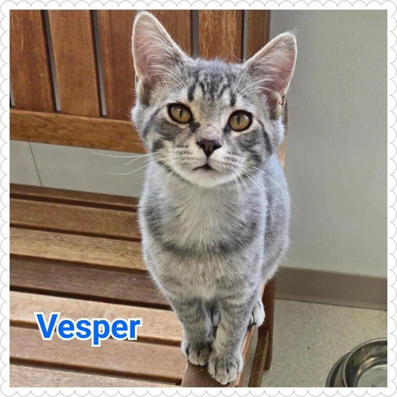 Vesper thumbnail 4