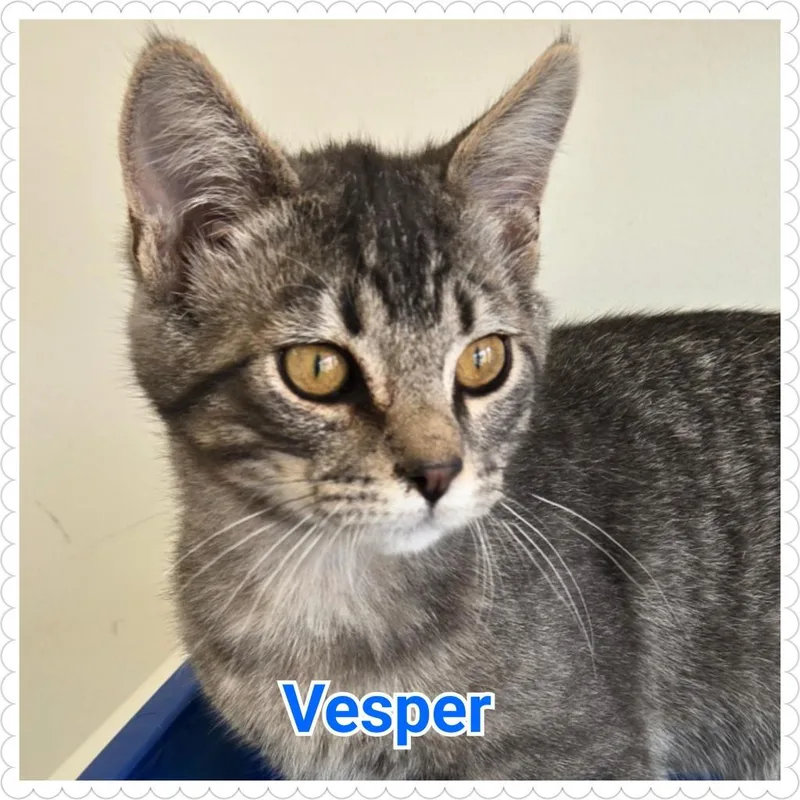 Vesper thumbnail 5