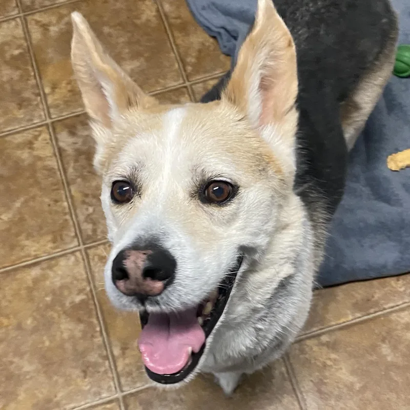 A senior large-sized male Black Shepherd dog named Hamlet for adoption in Spencer, IN