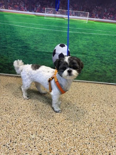 A young small-sized female Shih Tzu dog named Goac for adoption in Miami, FL