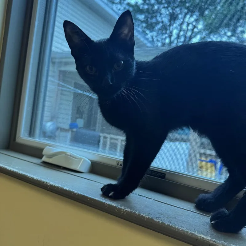 A young medium-sized female Black Domestic Short Hair cat named Bikini for adoption in Baltimore, MD