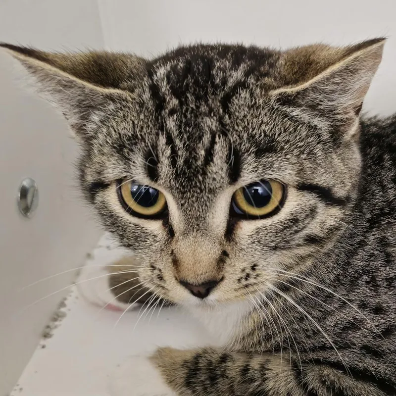 A young small-sized female Domestic Short Hair cat named Sassafras for adoption in Cumming, GA