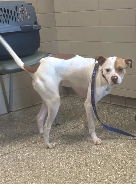 An adult medium-sized female Feist dog named Abbie for adoption in Clyde, NC