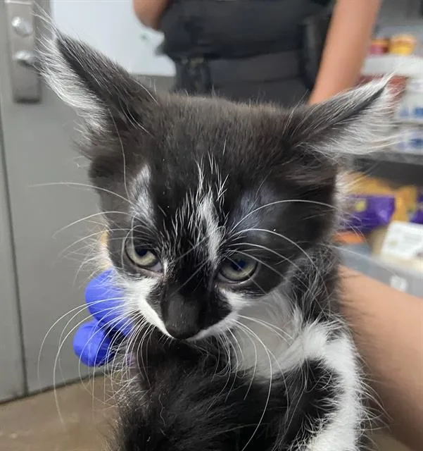 A baby medium-sized female Domestic Short Hair cat named Tory for adoption in Dallas, TX