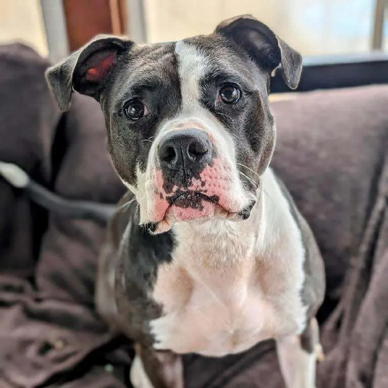 An adult medium-sized female White / Cream Mixed Breed dog named Blue for adoption in Watertown, WI