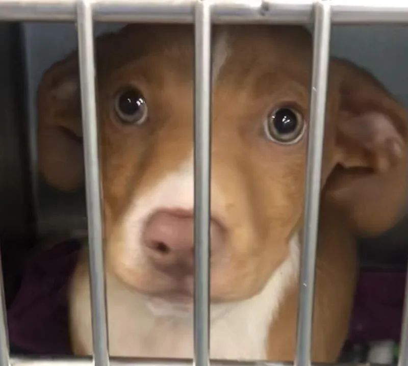 A baby medium-sized male Red / Chestnut / Orange Mixed Breed dog named Tubby for adoption in Parma, OH