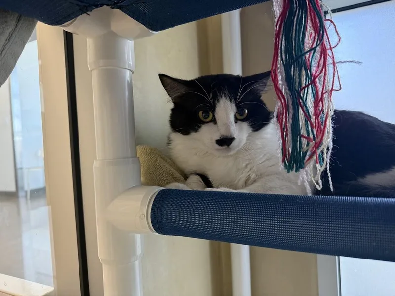 A young medium-sized male Black & White / Tuxedo Domestic Medium Hair cat named Minty for adoption in Berkeley, CA