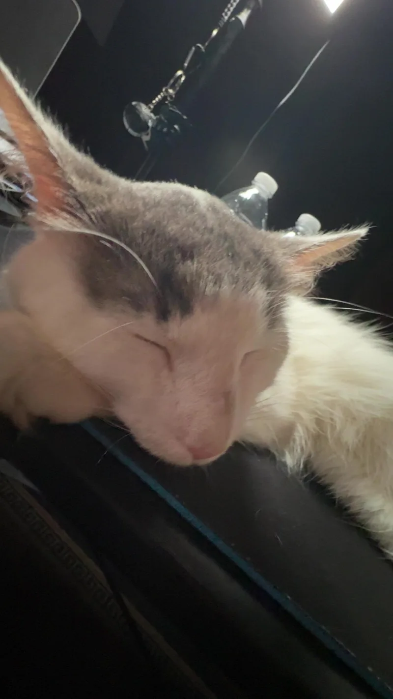 An adult medium-sized male White Turkish Van cat named Snowball for adoption in Seaford, DE