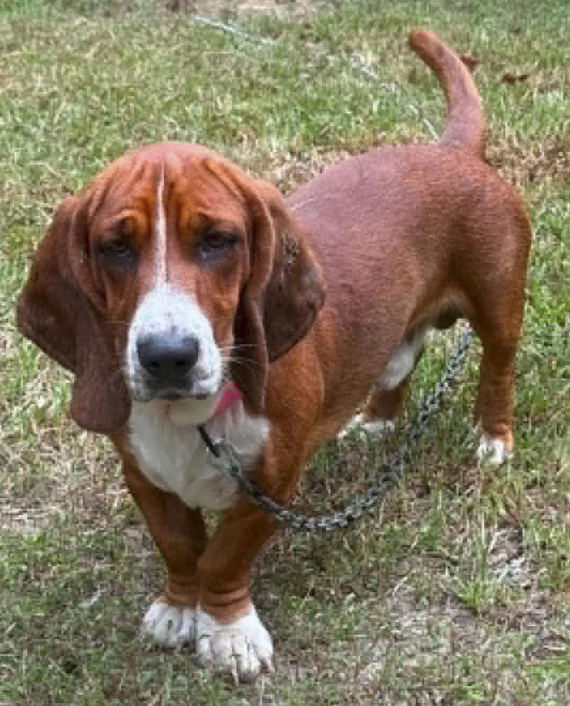 A young medium-sized male Basset Hound dog named Bramble for adoption in Mays Landing, NJ