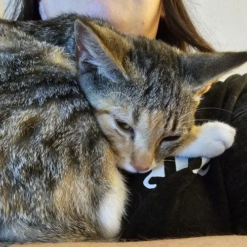 A baby small-sized female Tabby (Gray / Blue / Silver) Domestic Short Hair cat named Clover for adoption in Knoxville, TN