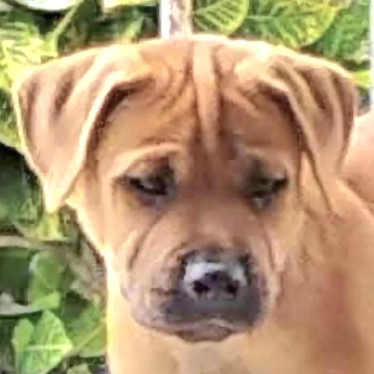 Tyron "your Love Will