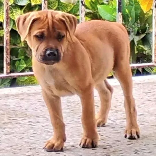 Tyron "your Love Will thumbnail 3