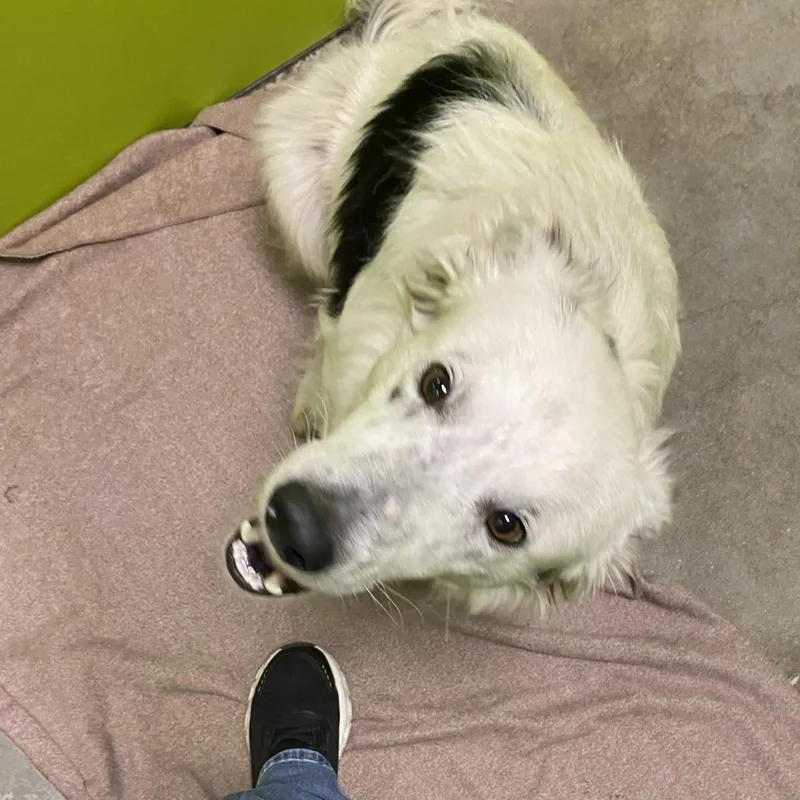 An adult medium-sized male White / Cream Border Collie dog named Rex for adoption in Spokane, WA