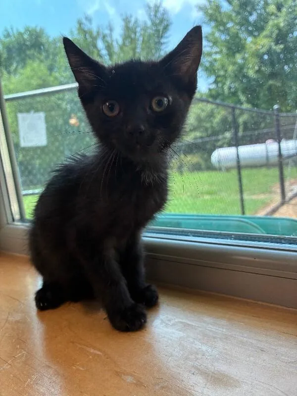 A young medium-sized male Black Domestic Short Hair cat named Mel for adoption in Disputanta, VA
