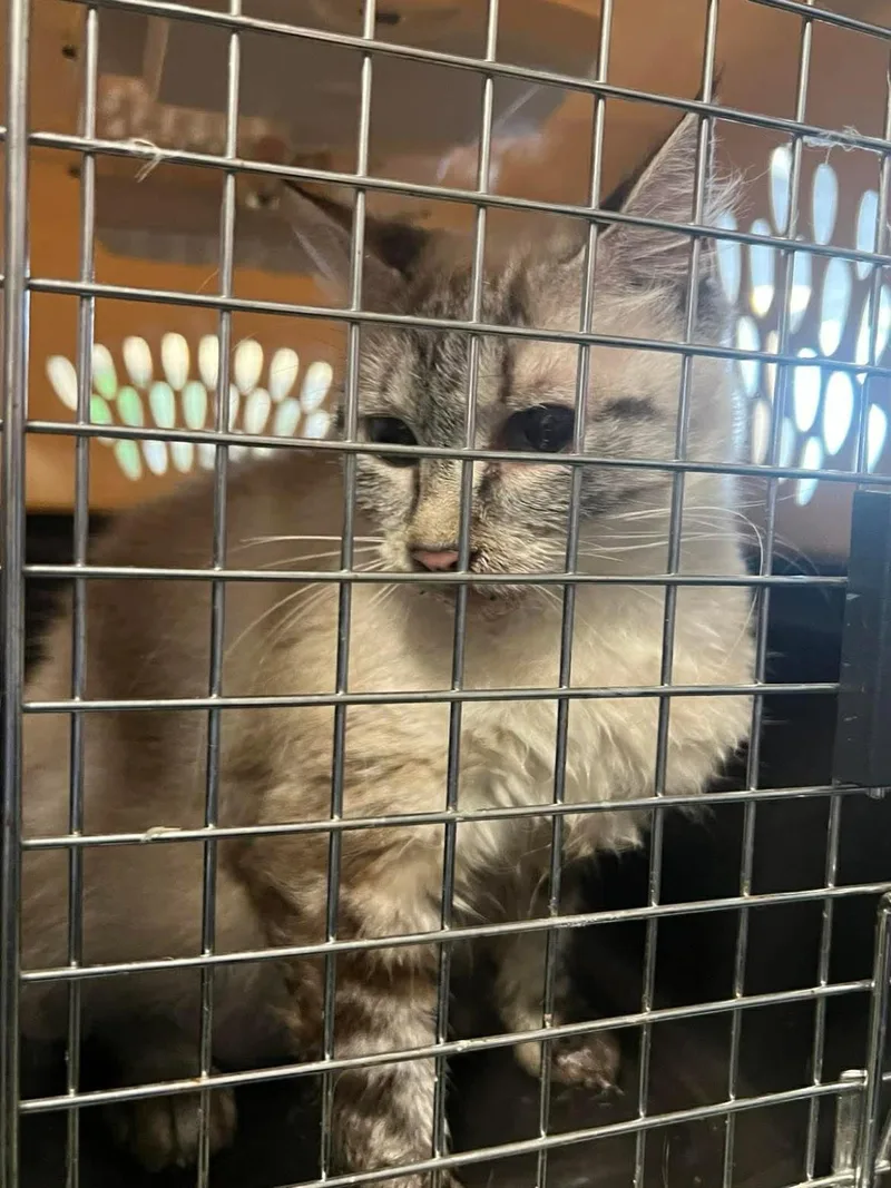 An adult medium-sized female Buff / Tan / Fawn Domestic Short Hair cat named Sheeva for adoption in Rockwall, TX
