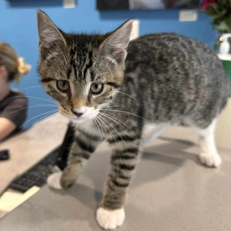 A baby small-sized male Brown / Chocolate Domestic Short Hair cat named Zen for adoption in Chesapeake, VA